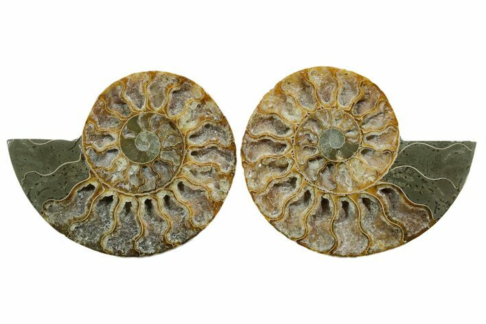 Cut & Polished, Agatized Ammonite Fossil - Deep Crystal Pockets #348992